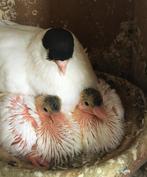 Nederlandse Helmduiven - rood en geel, sierduiven - helmduif, Dieren en Toebehoren, Vogels | Duiven, Meerdere dieren, Tuimelaar of Roller