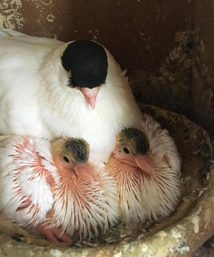 Nederlandse Helmduiven - rood en geel, sierduiven - helmduif, Dieren en Toebehoren, Vogels | Duiven, Tuimelaar of Roller, Meerdere dieren