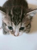 Prachtige kittens Turkse Angora x Bengaal te reserveren, Dieren en Toebehoren, Katten en Kittens | Raskatten | Korthaar, Meerdere dieren