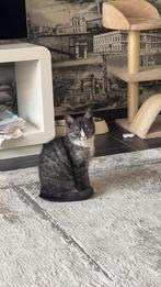 Britse korthaar kitten, Dieren en Toebehoren, Katten en Kittens | Overige Katten, Kater, Kortharig, 0 tot 2 jaar
