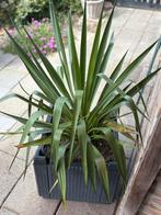 Yucca gloriosa in pot, Ophalen, Zomer, Overige soorten, Volle zon