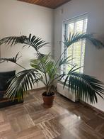 Prachtige grote palm, Ophalen, Palm, Halfschaduw, In pot