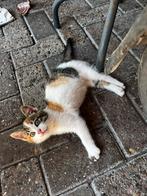 2 driekleurige kittens beschikbaar, Dieren en Toebehoren, Katten en Kittens | Overige Katten, Poes, Kortharig, 0 tot 2 jaar