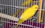 Parkiet | Gele Albino baby popje, Dieren en Toebehoren, Vogels | Parkieten en Papegaaien, Parkiet, Vrouwelijk