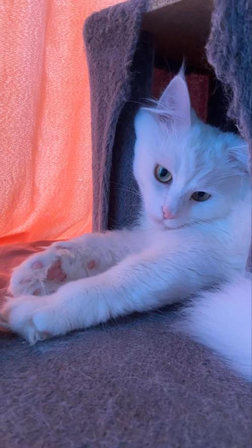 Half Siberische witte kat, Dieren en Toebehoren, Katten en Kittens | Raskatten | Langhaar, Kater, 0 tot 2 jaar, Ontwormd, Ingeënt
