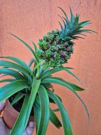 Ananas Babyboom p12, winnaar glazen tulp award  (3), Ophalen of Verzenden, Volle zon, Minder dan 100 cm