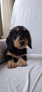 Ruwharige dwerg teckel pups, Dieren en Toebehoren, Honden | Teckels en Dashonden, CDV (hondenziekte), 8 tot 15 weken, Dwerg, Meerdere