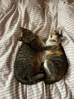 Kittens zoeken liefdevol huis, Dieren en Toebehoren, Katten en Kittens | Overige Katten, Meerdere dieren, Kortharig, 0 tot 2 jaar
