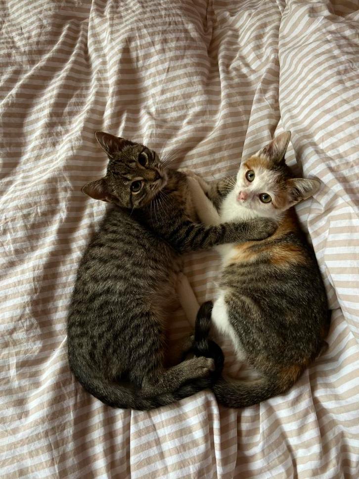 Kittens zoeken liefdevol huis, Dieren en Toebehoren, Katten en Kittens | Overige Katten, Kortharig, Meerdere dieren, 0 tot 2 jaar