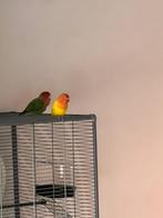 2 agapornissen love birds, Meerdere dieren, Dwergpapegaai of Agapornis