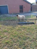 Schoonebeeker rammen, Mannelijk, Schaap, 0 tot 2 jaar
