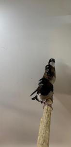 Japanse meeuwtjes (jong), Meerdere dieren, Tropenvogel
