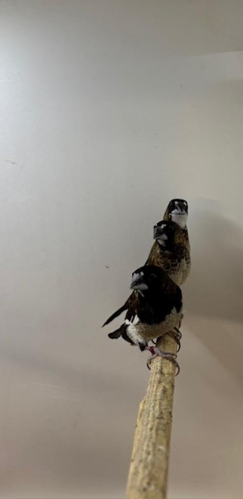 Japanse meeuwtjes (jong), Dieren en Toebehoren, Vogels | Overige Vogels, Tropenvogel, Meerdere dieren