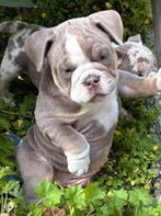American Bully Micro/Pocket Bully, Bulldog, Meerdere, Meerdere dieren, Nederland