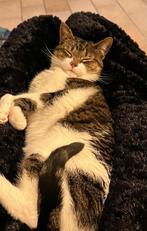 Kater europese korthaar, Dieren en Toebehoren, Kater, 3 tot 5 jaar