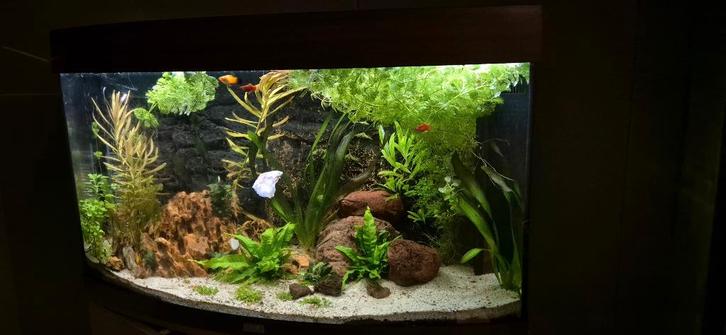 Aquarium - Jewel vision 180, Dieren en Toebehoren, Vissen | Aquaria en Toebehoren, Gebruikt, Filter of Co2, Ophalen