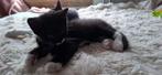 2 katers te koop €60 per stuk, Kater