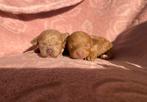 Rode toy poedel pups, Dieren en Toebehoren, Poedel, Particulier, Rabiës (hondsdolheid), Reu
