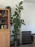 ficus elastica, Huis en Inrichting, Kamerplanten, Ophalen, Ficus, 200 cm of meer, Volle zon