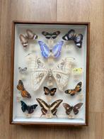 Lijst met opgezette vlinders Antiek 30x40x5 cm, Ophalen of Verzenden, Gebruikt, Insect, Opgezet dier