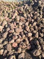 Voederbieten, Dieren en Toebehoren, Dierenvoeding, Ophalen of Verzenden, Vee