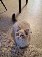 Siberische kat Neva Masquerade  katertje met stamboom, Meerdere dieren, Met stamboom