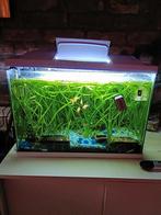 Aquarium, Dieren en Toebehoren, Vissen | Aquaria en Toebehoren, Ophalen, Leeg aquarium