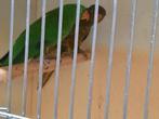 schubben lory, Dieren en Toebehoren, Vrouwelijk, Parkiet