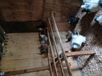 Groningen meeuwen kriel, Dieren en Toebehoren, Meerdere dieren, Kip