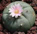 cactus - Lophophora williamsii (Peyote cactus), Ophalen of Verzenden, Cactus, Volle zon, Minder dan 100 cm