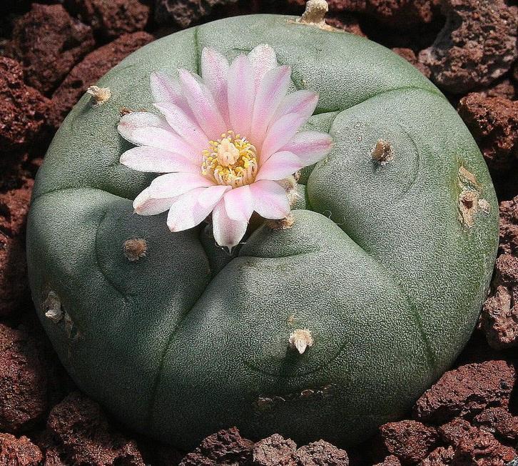 cactus - Lophophora williamsii (Peyote cactus), Huis en Inrichting, Kamerplanten, Cactus, Minder dan 100 cm, Volle zon, Ophalen of Verzenden