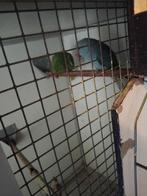 Te koop 2 halsbandparkieten een mist poot Maar is goed veder, Dieren en Toebehoren, Vogels | Parkieten en Papegaaien, Meerdere dieren