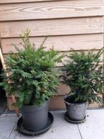 Taxus, Tuin en Terras, Planten | Struiken en Hagen, Ophalen, Taxus, Haag, Minder dan 100 cm