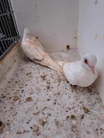 2 koppels diamantduiven Topaas., Meerdere dieren, Tropenvogel, Geringd