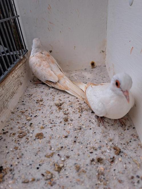 2 koppels diamantduiven Topaas., Dieren en Toebehoren, Vogels | Overige Vogels, Tropenvogel, Meerdere dieren, Geringd