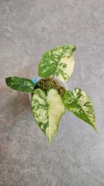 Alocasia Gageana Aurea/Albo Variegata, Ophalen of Verzenden, Halfschaduw, Minder dan 100 cm