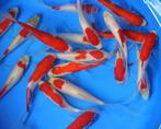 Sarasa Goudvis (>10 cm), Dieren en Toebehoren, Vissen | Vijvervissen, Goudvis(sen)