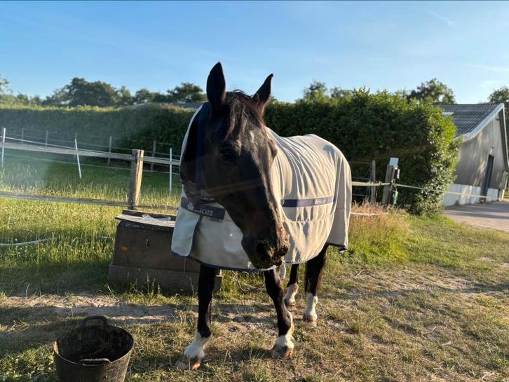 Leaser gezocht, Dieren en Toebehoren, Stalling en Weidegang