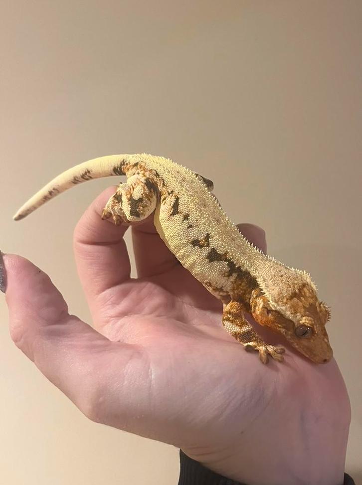 Wimpergekko vrouw high lilly white