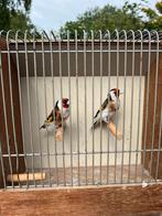 Major putter koppel, Dieren en Toebehoren, Vogels | Overige Vogels, Meerdere dieren, Wildzangvogel