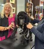 HONDEN TRIMMERS GEZOCHT, Dieren en Toebehoren, Ophalen of Verzenden, Nieuw