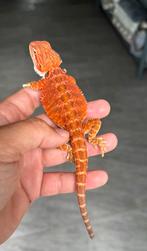 Super red Baardagaam man jonkie nr 1, Dieren en Toebehoren, Reptielen en Amfibieën, Hagedis