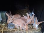 Vlaamse reus, Dieren en Toebehoren, Konijnen, Mannelijk, Groot, 0 tot 2 jaar
