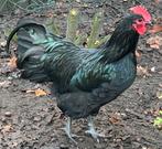 Australorp haan groot ras, van mei 25, Dieren en Toebehoren, Pluimvee, Mannelijk, Kip
