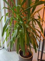 Yucca, Huis en Inrichting, Ophalen, Overige soorten, 150 tot 200 cm