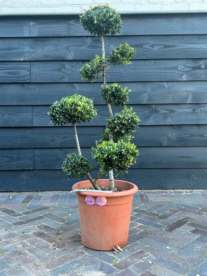 Ilex crenata kinme bonsai, Tuin en Terras, Planten | Bomen, Overige soorten, Minder dan 100 cm, Halfschaduw, Bloeit niet, Ophalen