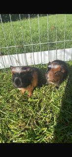 Jonge cavia’s, Dieren en Toebehoren, Knaagdieren, Cavia, Meerdere dieren, Tam, September