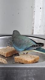 splendid pakiet, Dieren en Toebehoren, Parkiet