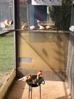 Harlekijn kanaries, Dieren en Toebehoren, Vogels | Kanaries, Meerdere dieren, Kleurkanarie