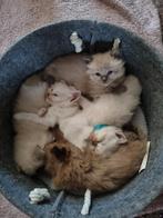 Ragdoll kittens, Dieren en Toebehoren, Meerdere dieren, Langharig, 0 tot 2 jaar